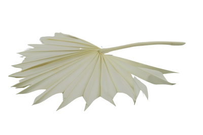 White Spanish Palm Sun Bouquet