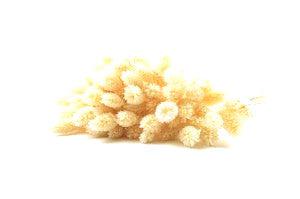 White Phalaris (Bouquet of 100 g)-Forest Homes-Nature inspired decor-Nature decor