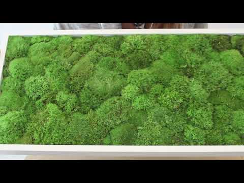 Wide Green Moss Wall Art (57x27cm)