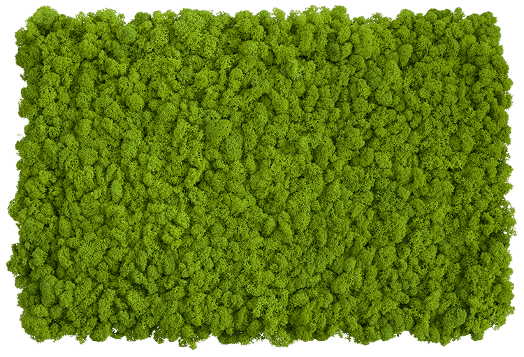 DIY Moss Wall Set (Set of 2 Moss Panels)-Wall Decor-MOSS FRAMES, MOSS PANELS, MOSS PICTURES, MOSS WALL ART, PLANTS-Forest Homes-Nature inspired decor-Nature decor