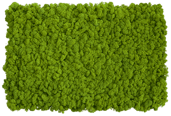 DIY Moss Wall Set (Set of 2 Moss Panels)-Wall Decor-MOSS FRAMES, MOSS PANELS, MOSS PICTURES, MOSS WALL ART, PLANTS-Forest Homes-Nature inspired decor-Nature decor