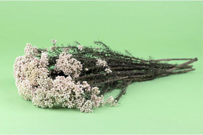 Spanish White Preserved Rice Flowers Bouquet