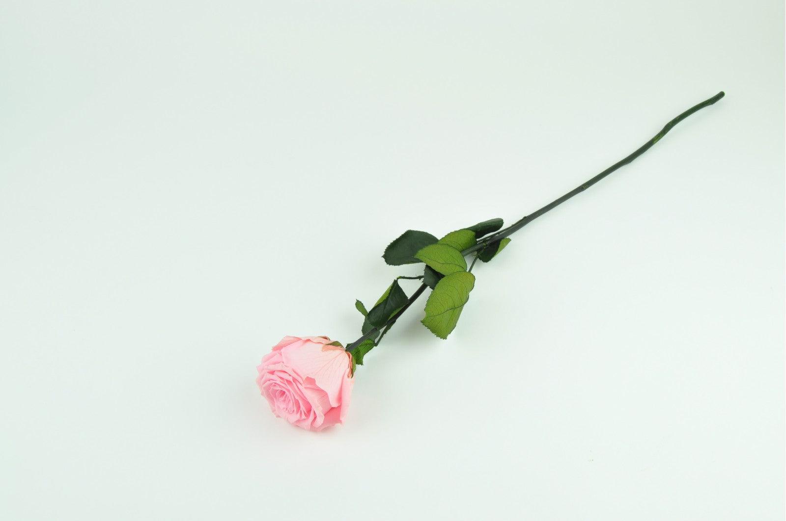 Pink Kenyan Roses Kenyan Pink Preserved Roses: Preserved Rose | Forest Homes