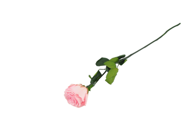 Pink Kenyan Roses Kenyan Pink Preserved Roses: Preserved Rose | Forest Homes