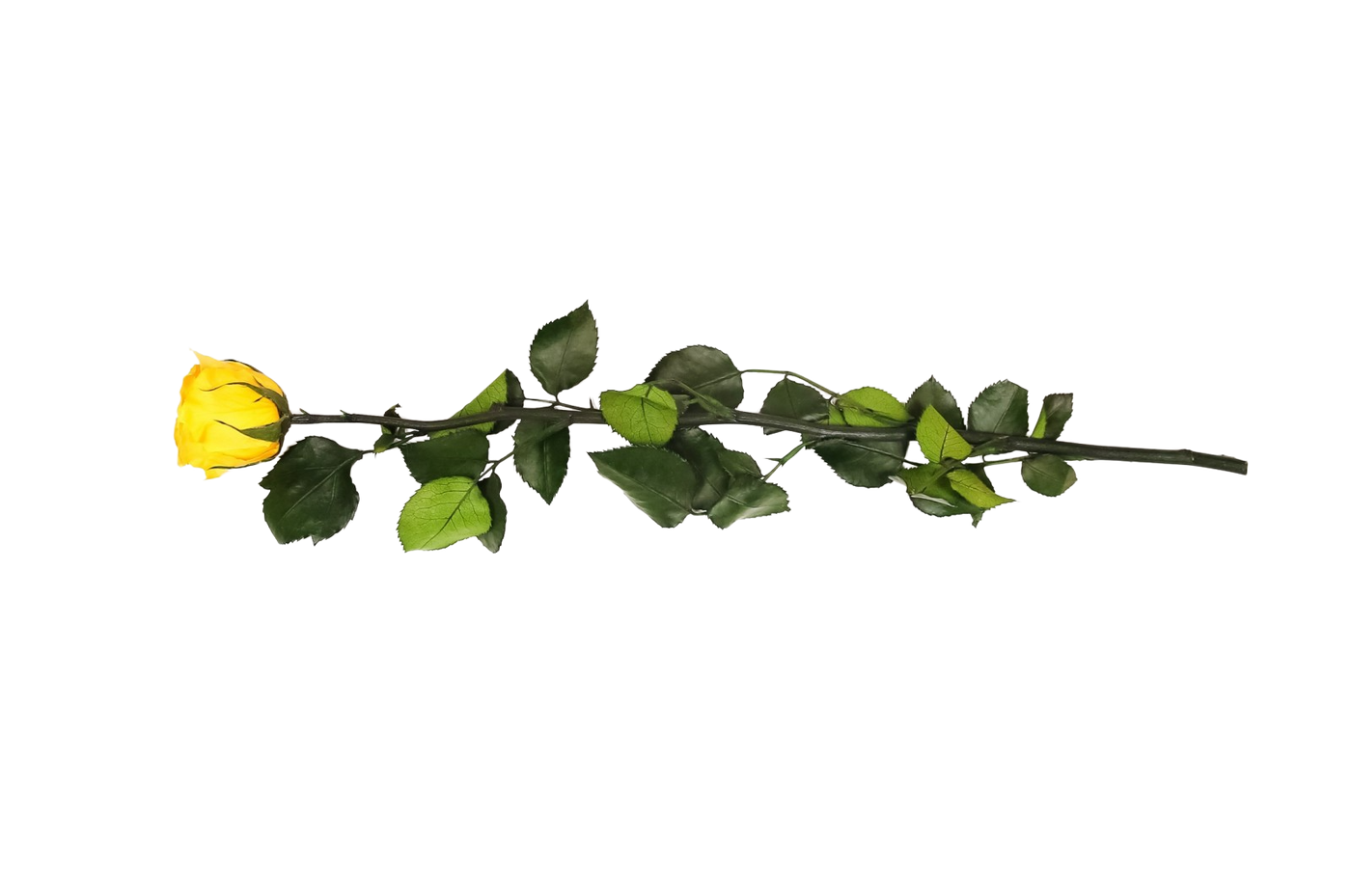 Kenyan Yellow Preserved Roses