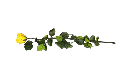 Kenyan Yellow Preserved Roses
