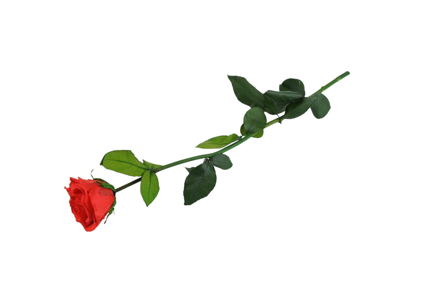 Kenyan Red Preserved Roses