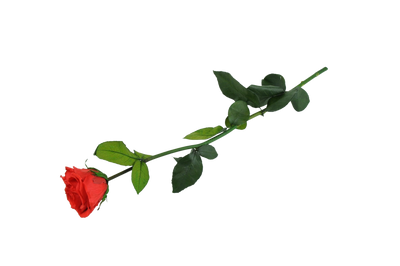 Kenyan Red Preserved Roses